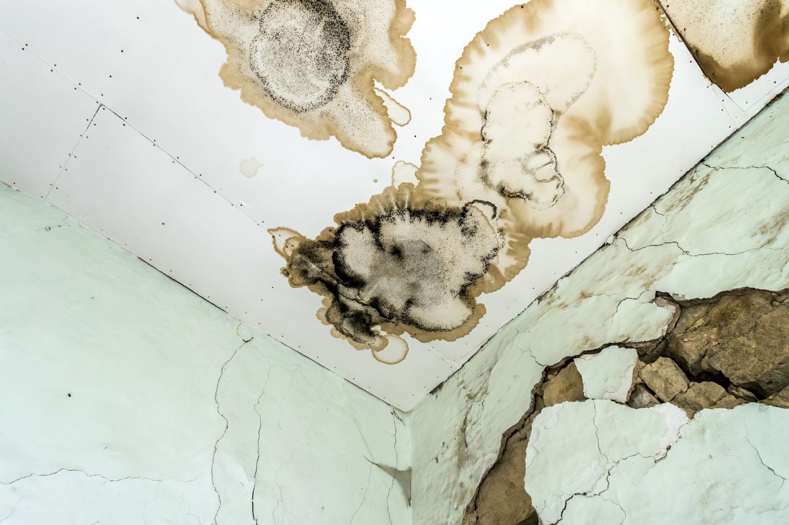 How Water Damage Mitigation Prevents Mold, Rot, and Structural Damage
