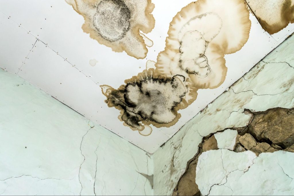 Ceiling and walls with mold and fungus needing water damage restoration.
